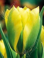 Tulipan Formosa