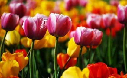 Tulipany w kwietniu
